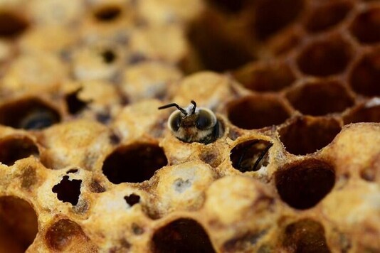 Напад пчел: меры борьбы с пчелиным воровством и защита слабых пчелосемей