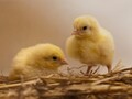 Выращивание цыплят на глубокой подстилке