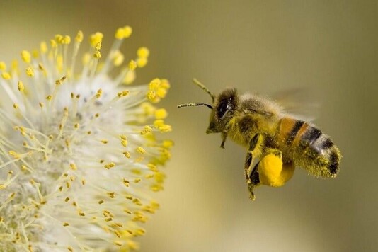 Пчелиная обножка (цветочная пыльца) - 12 ответов на частые вопросы