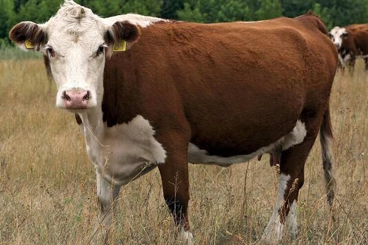 Казахская белоголовая порода коров - Proselhoz