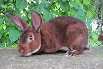 Кролики рекс - описание породы и фото
