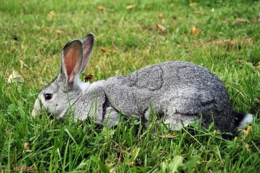 Кролики породы серый великан - описание и фотографии