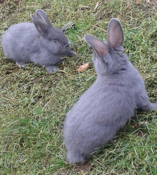 Венские кролики на лужайке