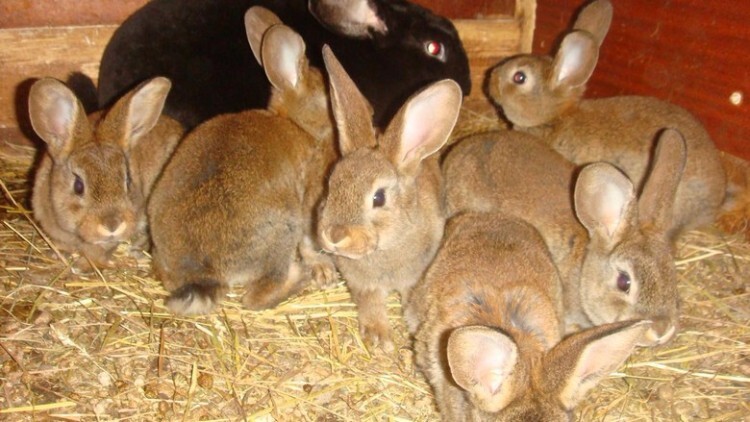 Кролики тюрингенской породы