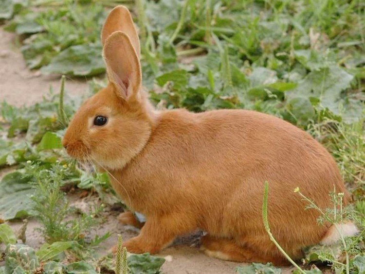 Кролик породы новозеландская красная
