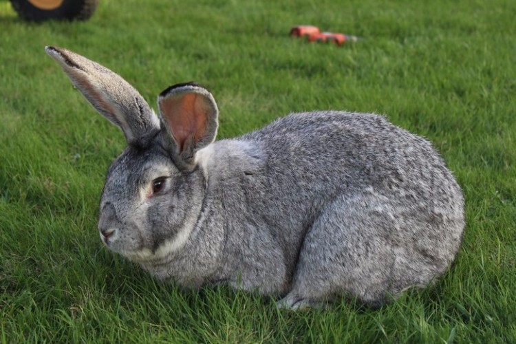 Кролик породы серый великан
