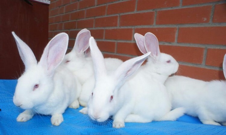 Семейство кроликов белых великанов