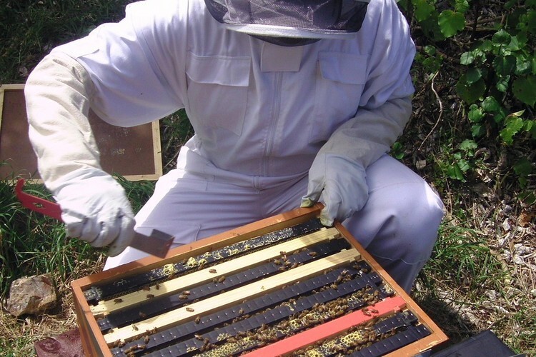 Обработка пчелиной рамки