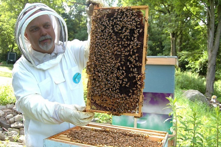 Племенная работа с пчелами