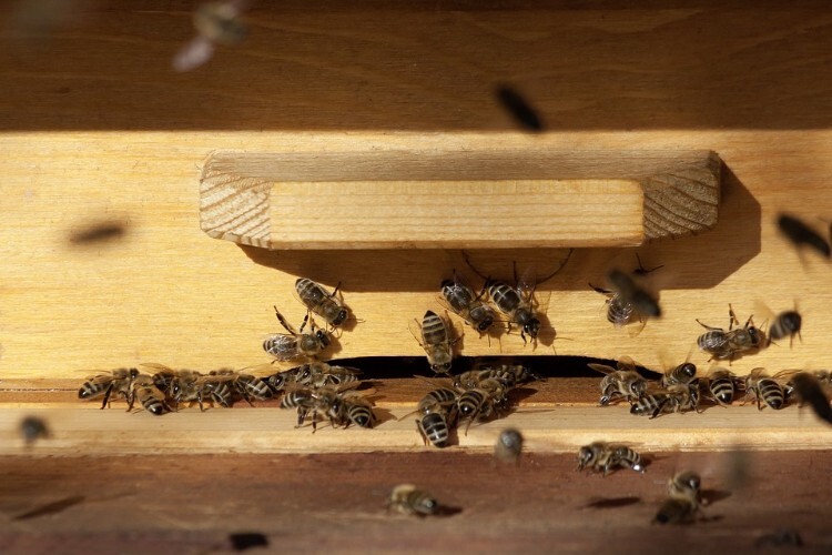 Ящик с рамками для пчел