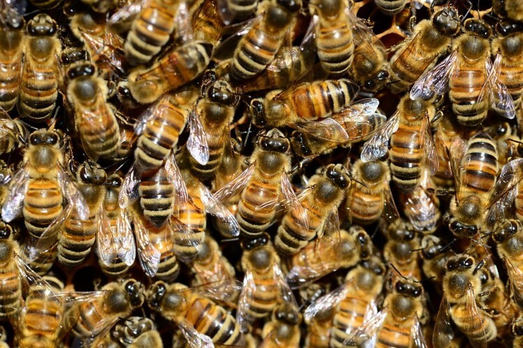 Пчелы сбились в кучу