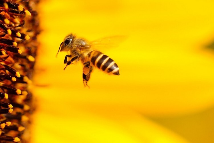 Рабочая пчела летает возле подсолнуха