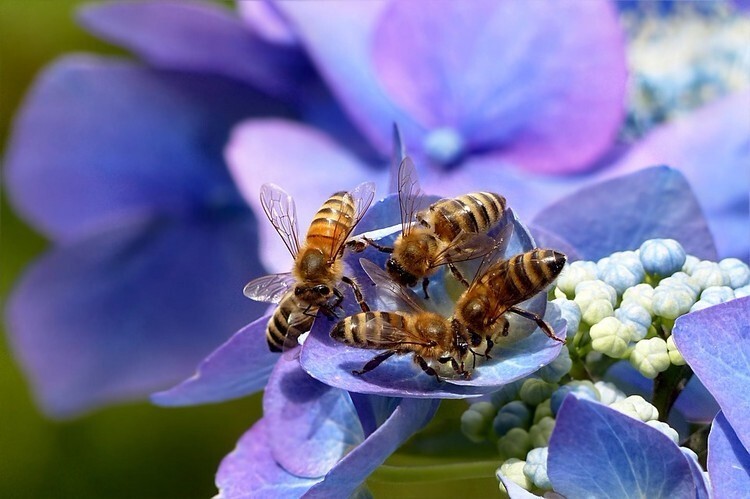 Рабочие пчелы собирают пыльцу с цветка