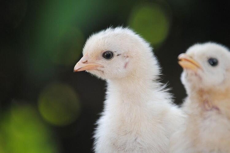 Чем кормить суточных цыплят, как за ними ухаживать, на что обратить внимание